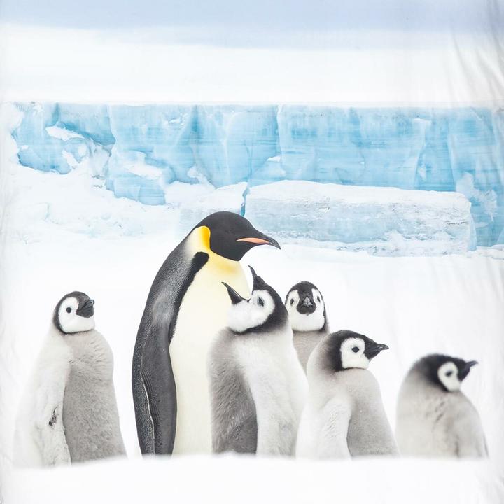Immagine prodotto Traumschlaf Pinguino (Set di biancheria da letto, 135x200 cm + 80x80 cm)
