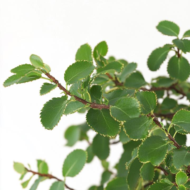 Produktbild Plant in a Box Zelkova serrata - Bonsaibaume (25 cm)