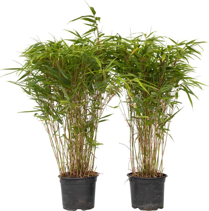 Produktbild Plant in a Box Fargesia nitida 'Gansu' (70 cm)