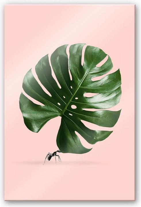 Produktbild Trenddeko Monstera Ant (100 x 150 cm)