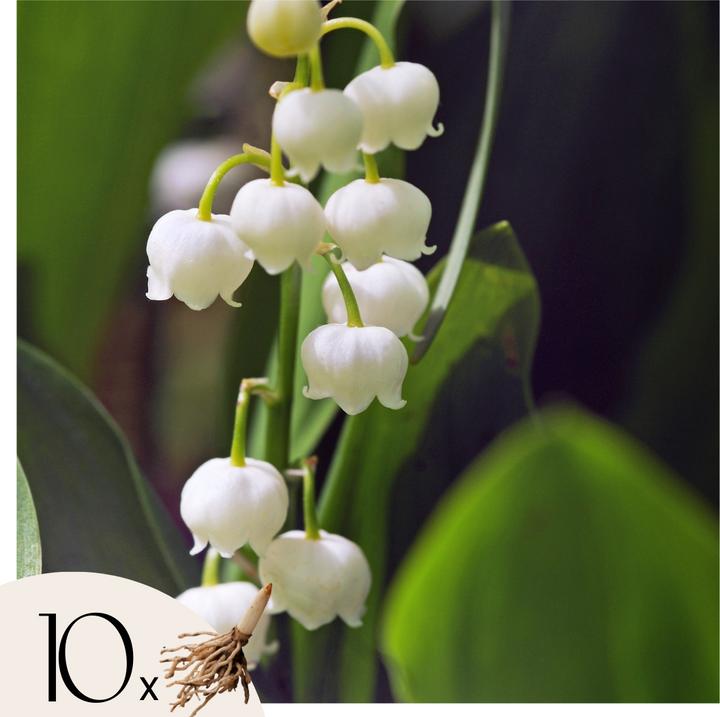 Plant in a Box Convallaria Majalis - (10 cm)