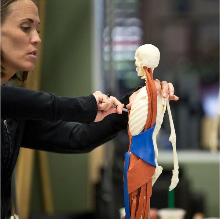 Actual product image Balanced Body Anatomy 3D Starter Kit Skeleton, tool & modelling clay