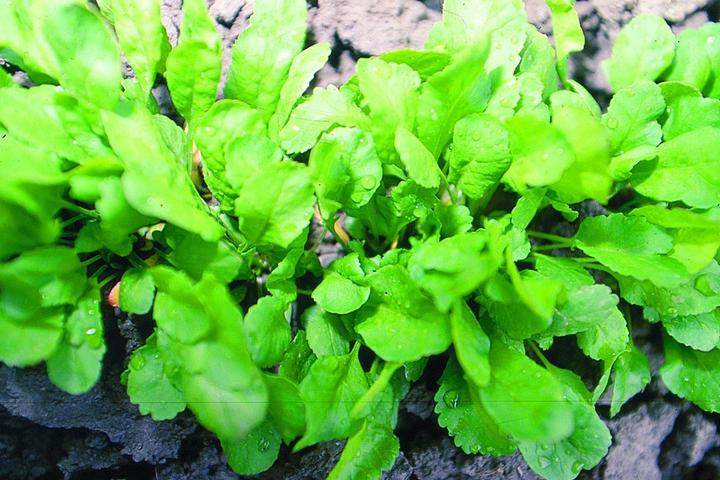 Actual product image Zollinger Bio Garden cress, Groka