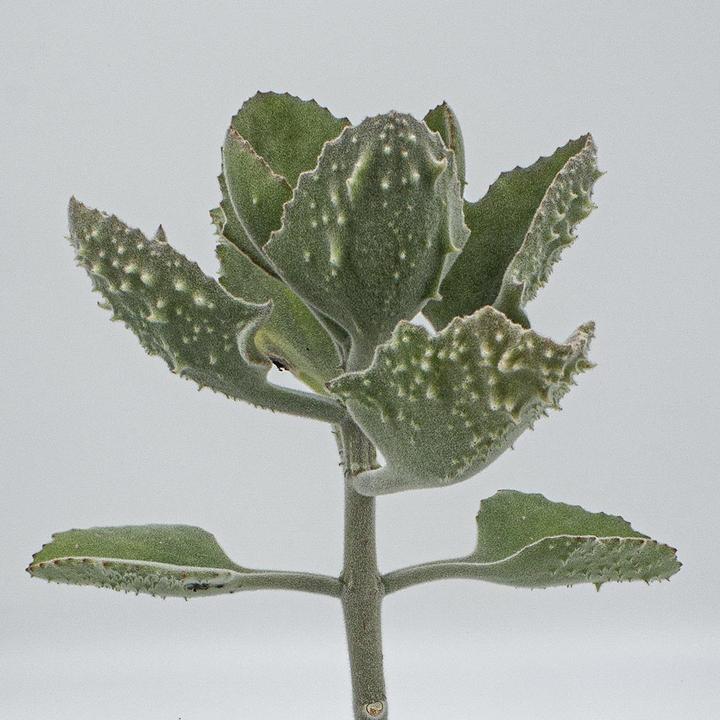 Immagine prodotto Kakteen Gautschi Kalanchoe beharensis klein (50 cm)