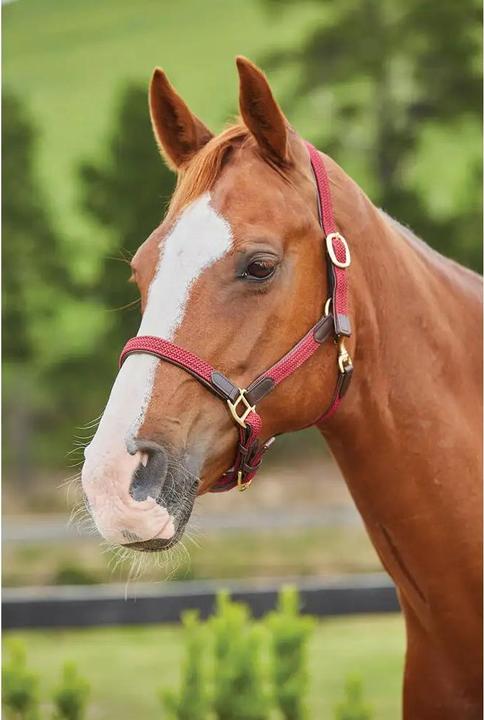 Kincade Licol pour cheval en cuir tressé
