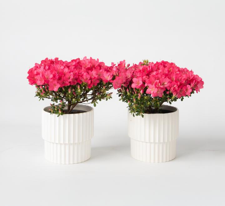 Actual product image Plant in a Box Rhododendron azalea 'Anouk' - set of 2 azaleas (25 cm)