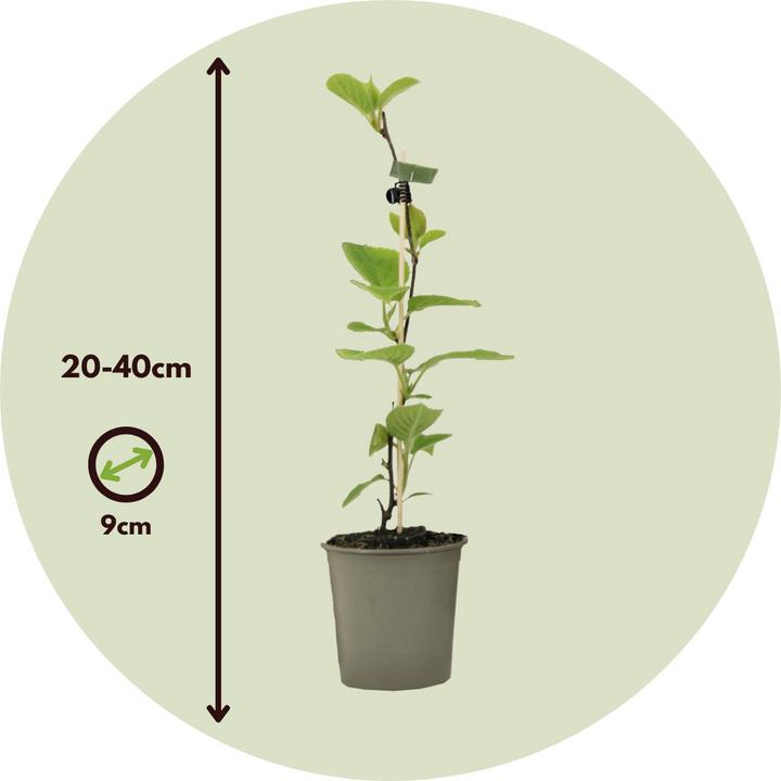 Produktbild Plant in a Box Actinidia deliciosa 'Jenny' - 6er Set Kiwibeeren Kletterpflanzen (20 cm)