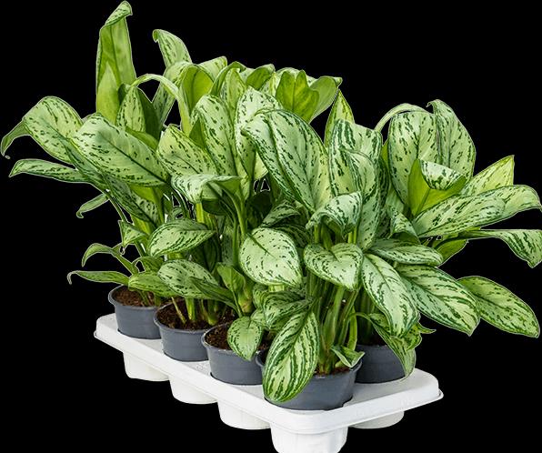 Actual product image Mahaloplants Aglaonema Maria Christina (35 cm)