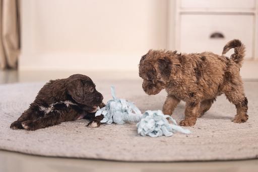 Image du produit Beeztees Puppy Corde à jouer Pim (Jouet à mâcher pour chien)