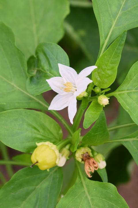 Actual product image Living Seeds Paprika, Albaregia (Vegetable seeds)