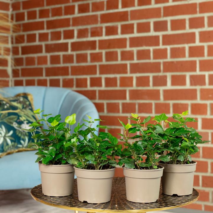Image du produit Flowerbox Lot de 4 lierres communs - Hedera helix (15 cm)