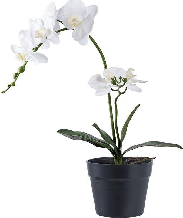 Actual product image House Nordic Orchid (47 cm)