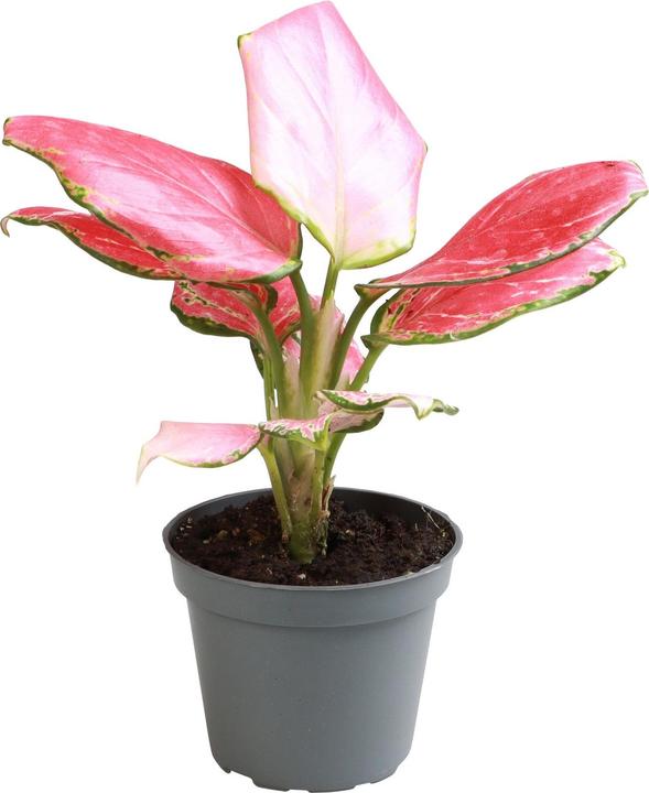 Produktbild Mahaloplants Aglaonema Red Dragon (8 cm, Frisch umgetopft)