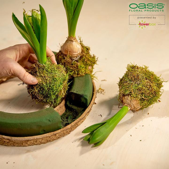 Image du produit Oasis BIOLIT Couronne