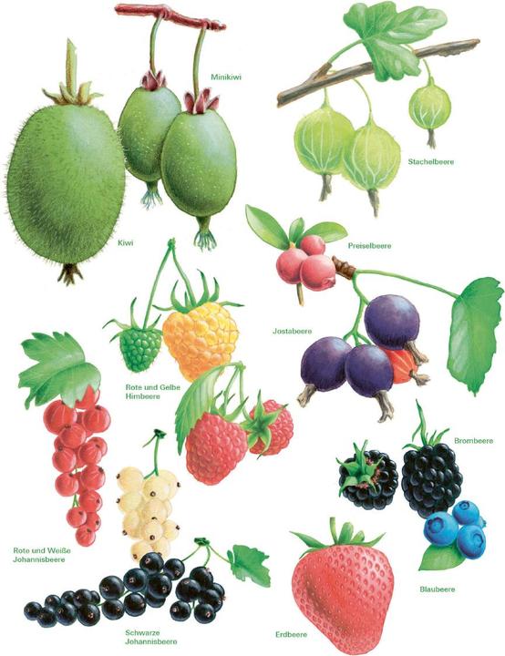 Immagine prodotto Das grosse Gemüse- und Obstgartenbuch (Tedesco, Gioacchino Mayer, 2025)