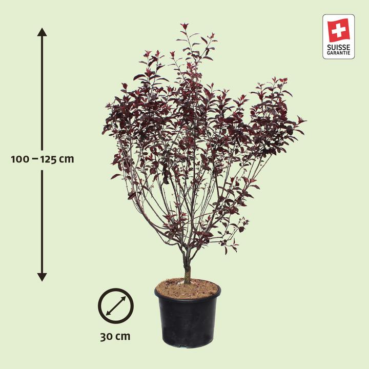 Image du produit Zulauf Zwerg-Blut-Pflaume / Prunus cistena (125 cm)