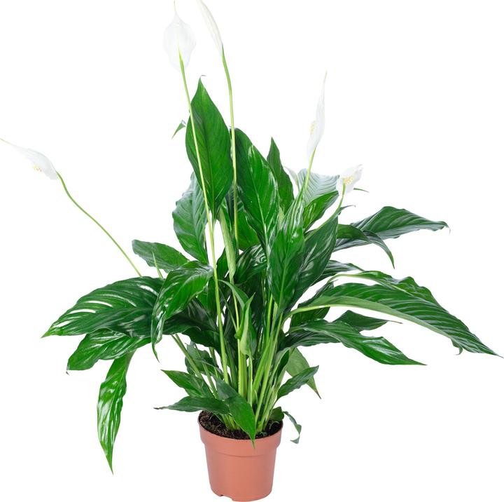 Produktbild Flowerbox Einblatt - Spathiphyllum (50 cm)