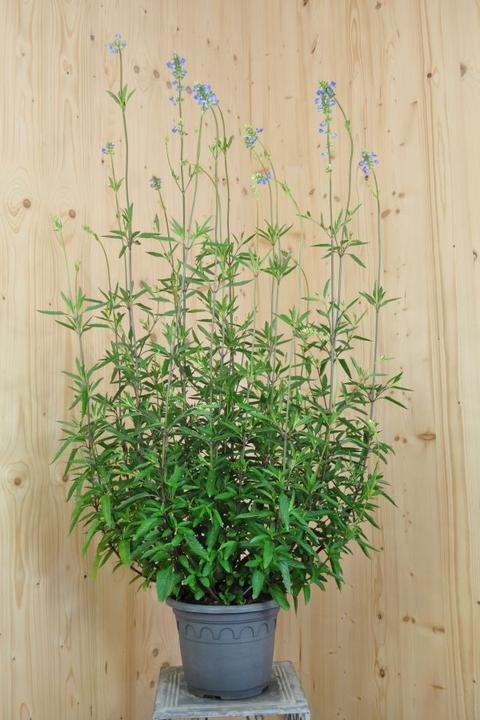 Produktbild Säntispracht Der azurblaue Pfeffer-Salbei - Salvia uliginosa 'Ballon Azur' (110 cm)