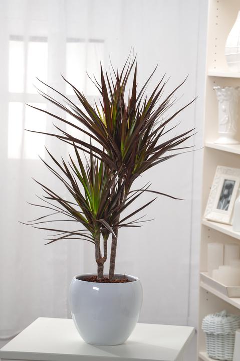 Actual product image Plant in a Box Dracaena Marginata Magenta - Dragon Tree (70 cm)