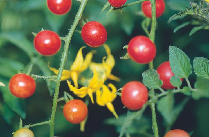 Immagine prodotto Zollinger Bio Tomate, Peruanische Wildtomate (Seme di frutta)