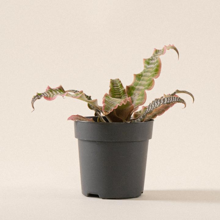 Produktbild Mary and Plants Bromelie (15 cm)