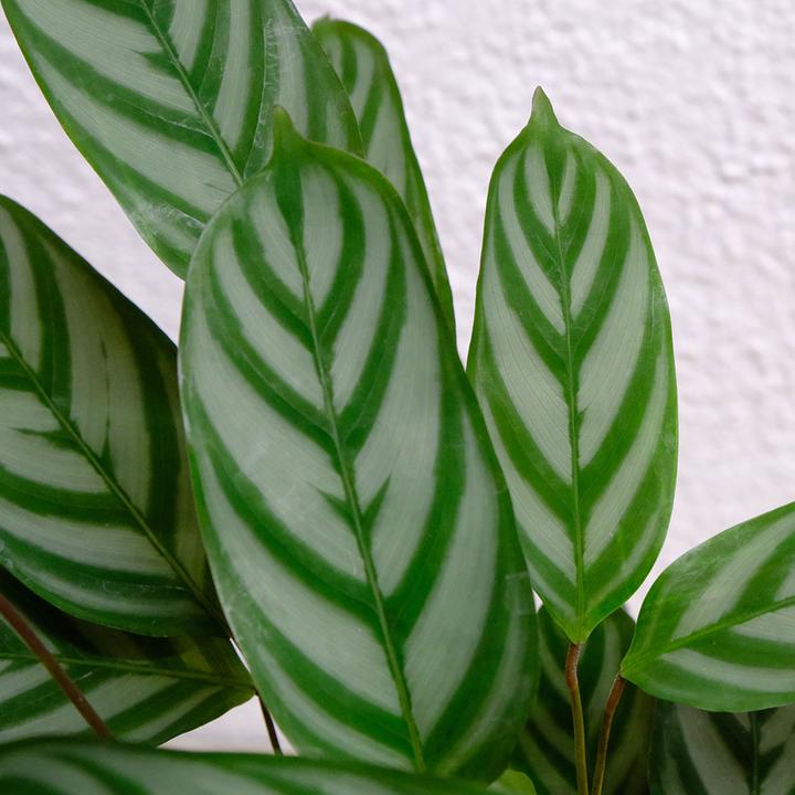 Actual product image VEG and the City Nobres (Basket marante -Calathea compactstar) (40 cm)