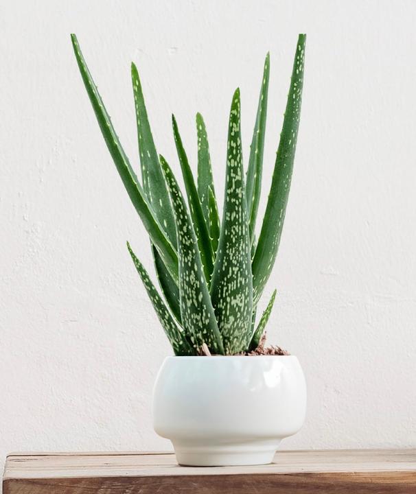 Image du produit Mahaloplants Aloe vera (35 cm, Respectueux des animaux)
