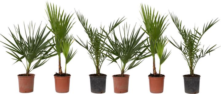 Immagine prodotto Plant in a Box Phoenix canariensis, Chamaerops Humilis, Washingtonia Robusta (50 cm)