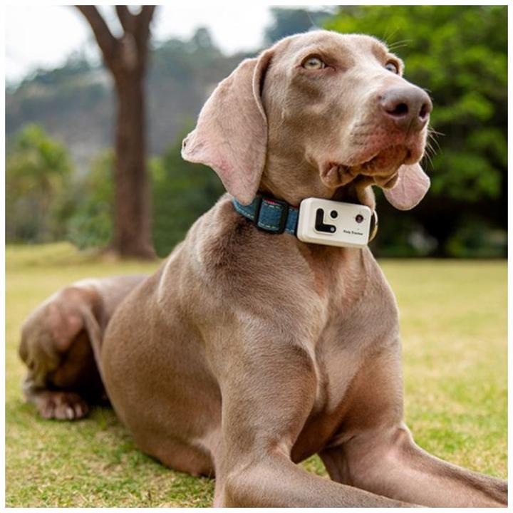 Produktbild Enabot Rola PetTracker – Hunde-Tracker mit eingebauter Kamera – Gelb