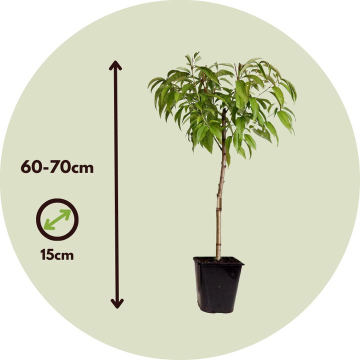 Produktbild Plant in a Box Prunus 'Bonanza' - Pfirsichbaum (60 cm)
