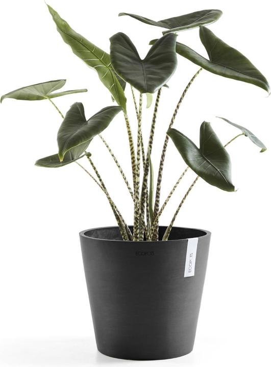 Image du produit Ecopots Amsterdam + réservoir d'eau (40 cm)