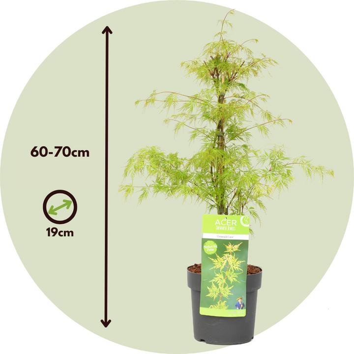 Image du produit Plant in a Box Acer palmatum 'Emerald Lace' - Set de 2 érables (60 cm)