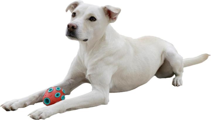 Actual product image Kerbl ToyFastic, dog toy chew toy, fillable tooth-friendly Rugby (Dog chew toy)
