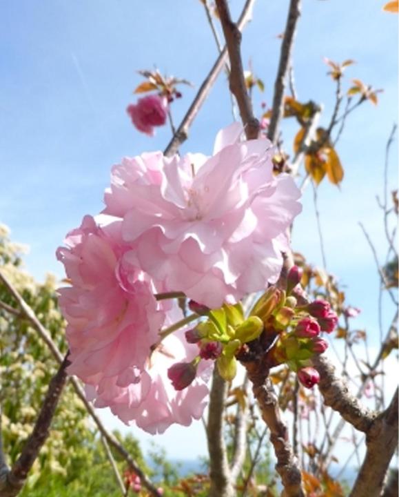Immagine prodotto Tropica Ciliegio giapponese ornamentale (Prunus Serrulata) (Germogli)