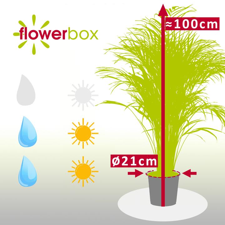 Image du produit Flowerbox Palmier à fruits d'or (100 cm)