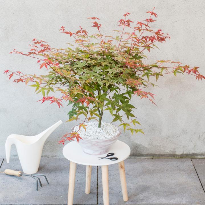 Produktbild Plant in a Box Acer palmatum 'Atropurpureum', 'Beni Maiko', 'Orange Dream' - 3er Mischung Ahornbäume (70 cm)
