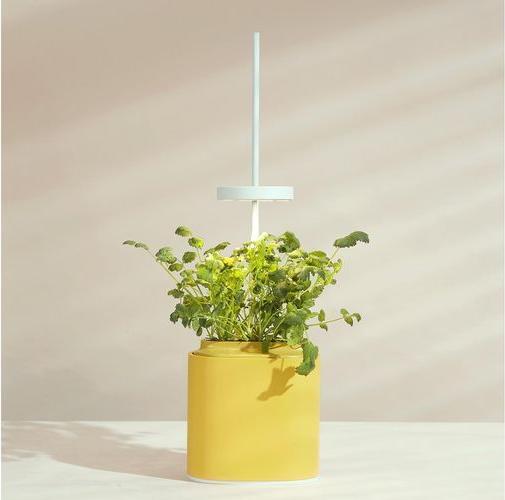 Actual product image Prêt à Pousser Herb Pot Nano, Mimosa Yellow (13.50 cm)