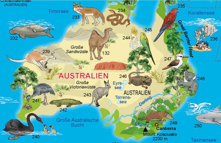 Actual product image Illustrated world map animals, poster map