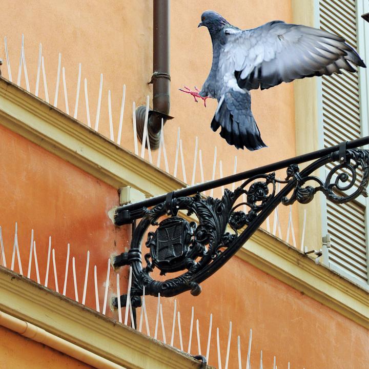 Image du produit Swissinno Pics anti-pigeons 100cm