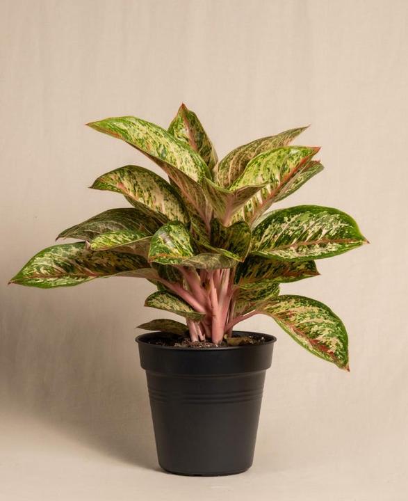 Immagine prodotto feey Aglaonema Painted Celebration (55 cm, Appena rinvasata)