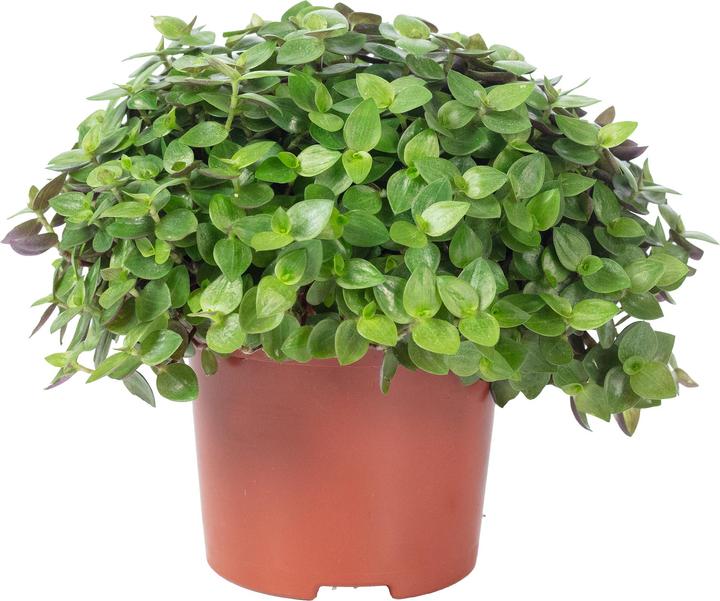 Actual product image Flowerbox Kriechendes Schönpolster - Callisia Turtle "Smit Eden Elegance" (15 cm)