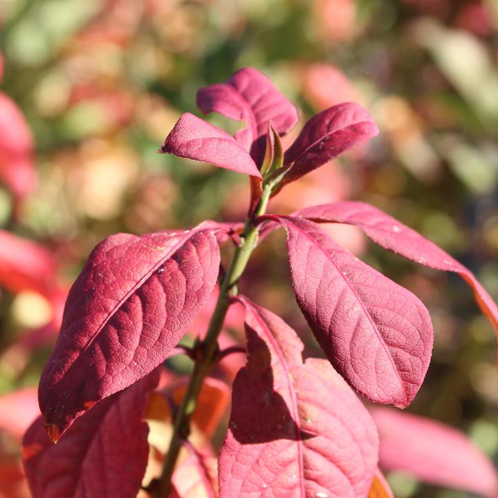 Image du produit Zulauf Rote Heckenkirsche / Lonicera xylosteum (100 cm)