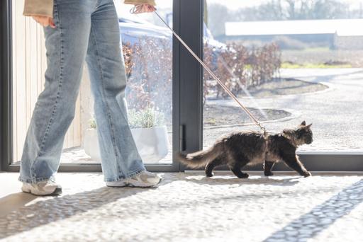 Actual product image Designed by Lotte Cat harness Virante (L, Cat, Walks)