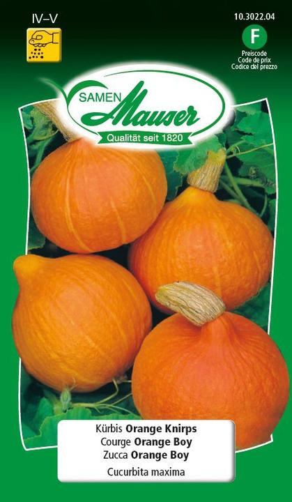 Kürbis Orange Knirps (Gemüsesamen)