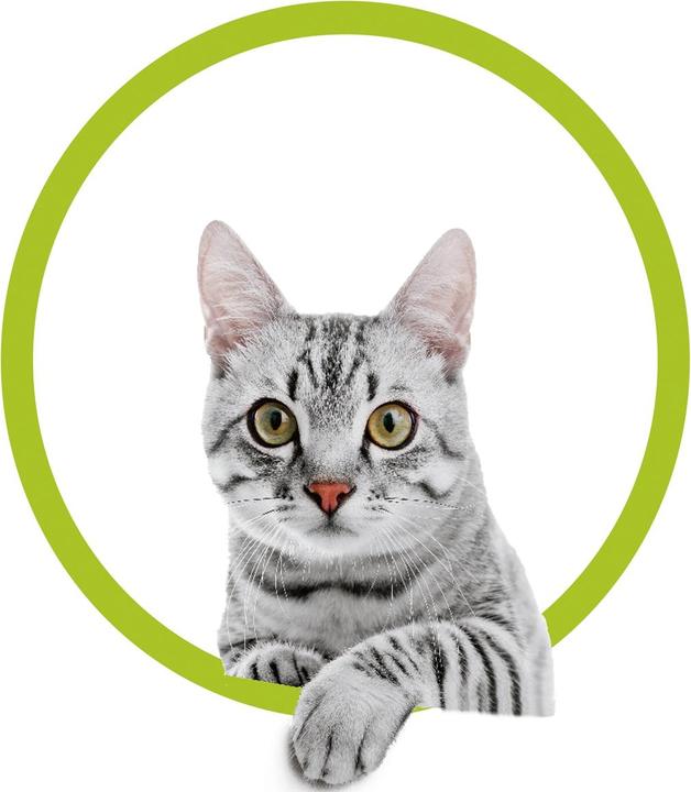 Produktbild MediaShop Flippity Fish (Katzenminzespielzeug)