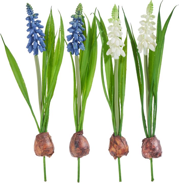 Actual product image DPI Pearl hyacinth mix with onion