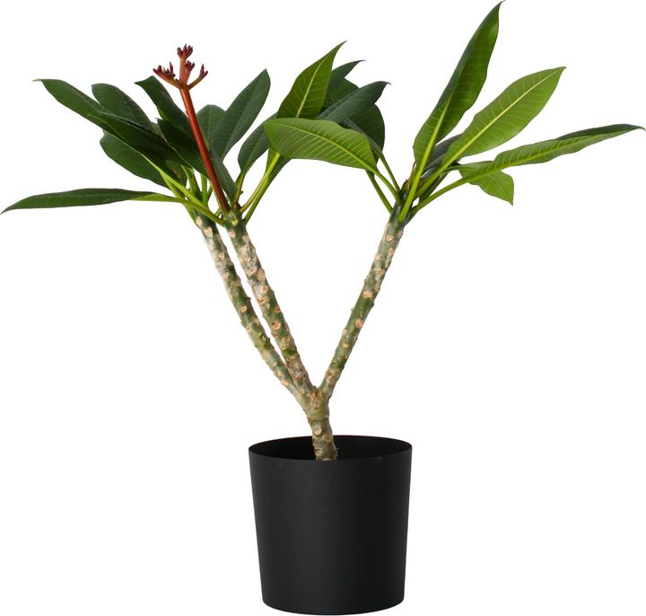 Image du produit Plant in a Box Plumeria Frangipani Pearl - Plante hawaïenne (70 cm)