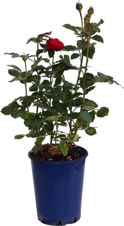Produktbild Zulauf Nostalgierose / Rosa (NOS) 'Piano'® (40 cm)