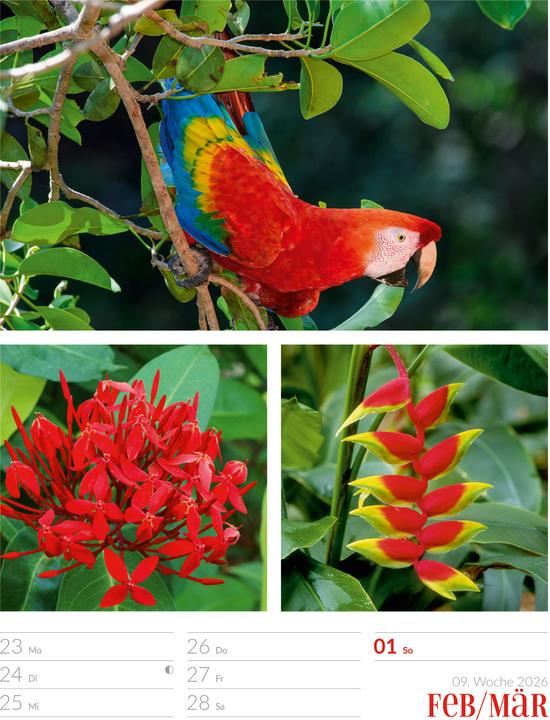 Actual product image Farben der Natur - Wochenplaner Kalender 2026 (25 x 33 cm, Hardcover, German)