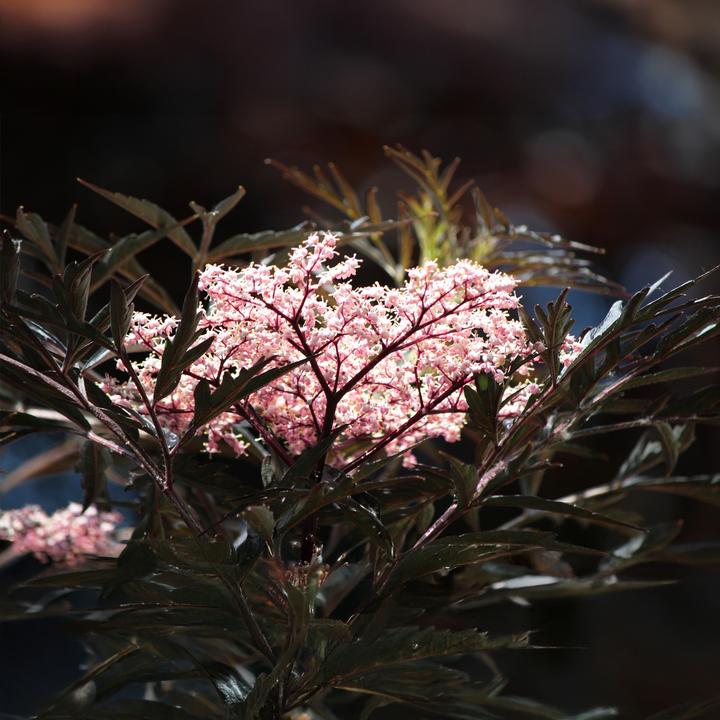 Produktbild Plant in a Box Sambucus nigra 'Black Lace' - 4er Set Holunder (25 cm)